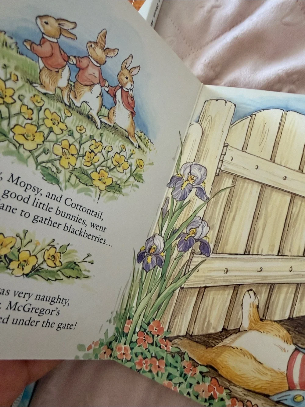 The Tale of Peter Rabbit Board Books bundle - brown bear- colors